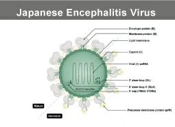 Japanese Encephalitis Virus