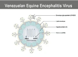 Venezuelan Equine Encephalitis Virus (VEEV)