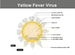 Yellow Fever Virus