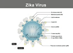 Zika Virus