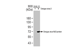 Dengue virus NS3 protein antibody
