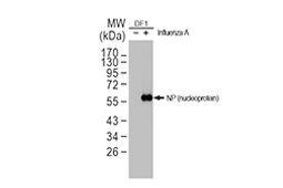 Influenza A virus NP antibody