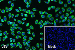 JEV NS3 antibody