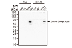 Zika virus Envelope antibody