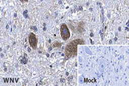 West Nile virus NS5 antibody