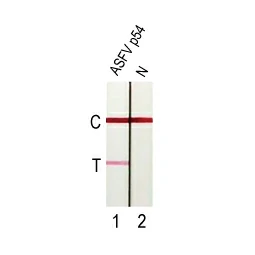 ASFV p54 antibody [HL1289] (GTX636703)