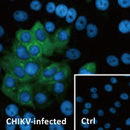 Chikungunya Virus nsP2 antibody [HL1488] (GTX636962)