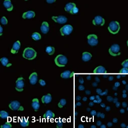 Dengue Virus prM protein antibody (GTX128092)