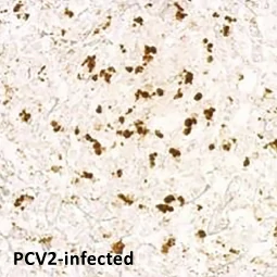 Porcine circovirus type 2 / PCV2 Capsid antibody (GTX128120)