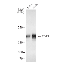 CD13 antibody (GTX102788)