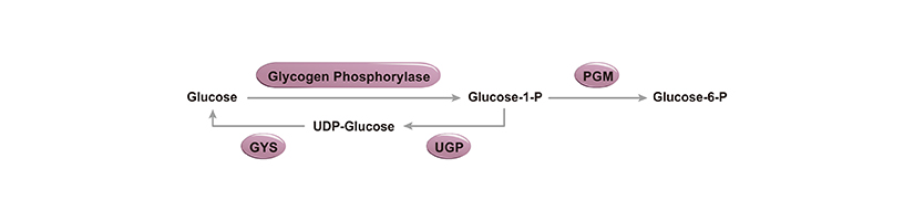 Glycogenesis & Glycogenolysis