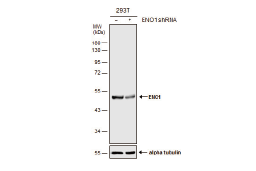 ENO1 antibody [N3C3]