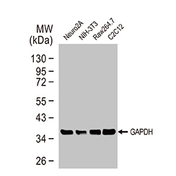 GAPDH antibody [GT239]