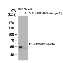 Glutaminase C (GAC) antibody