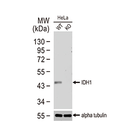 IDH1 antibody [GT1521]