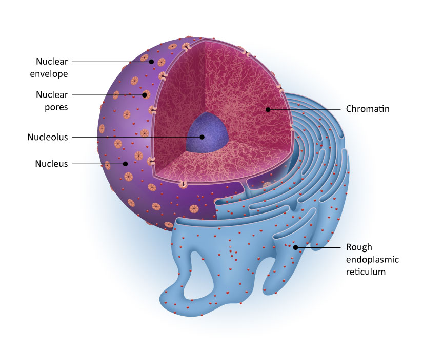 It is enclosed within the double-layered nuclear membrane (or envelope), wi...