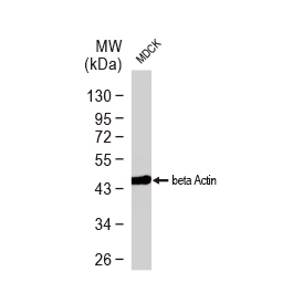 beta Actin antibody [GT5512]