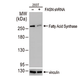 Fatty Acid Synthase antibody [N1], N-term