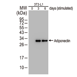 Adiponectin antibody