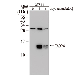 FABP4 antibody [N3C3]