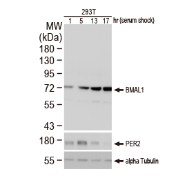 BMAL1 antibody [N1N3] (GTX105060)