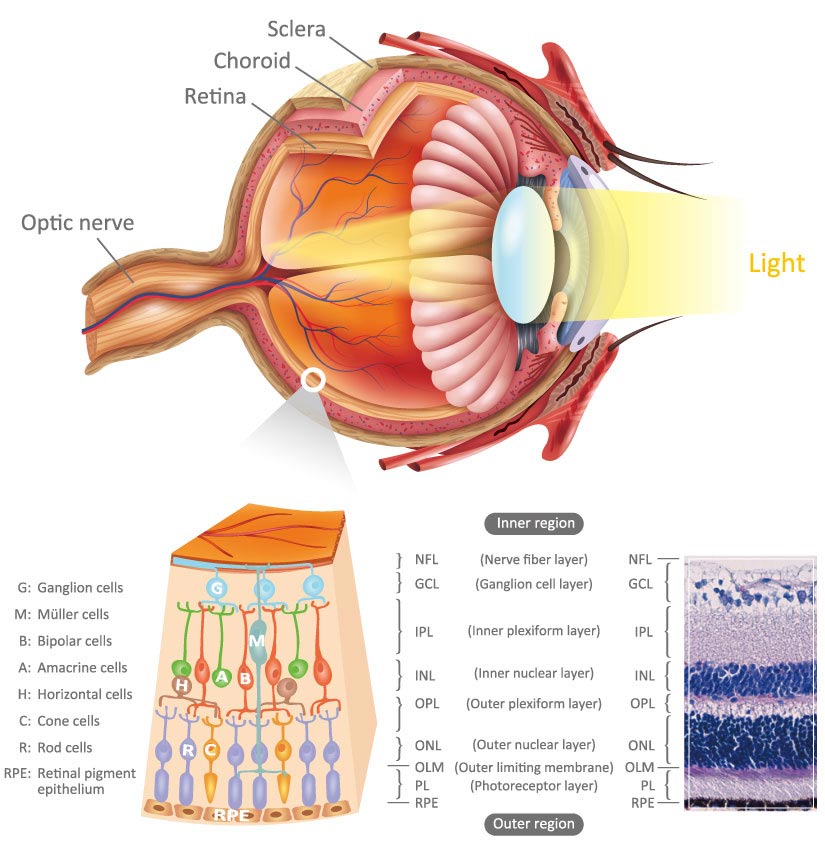 Vision and Retina