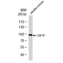 Zebrafish-antibodies-Csf1r