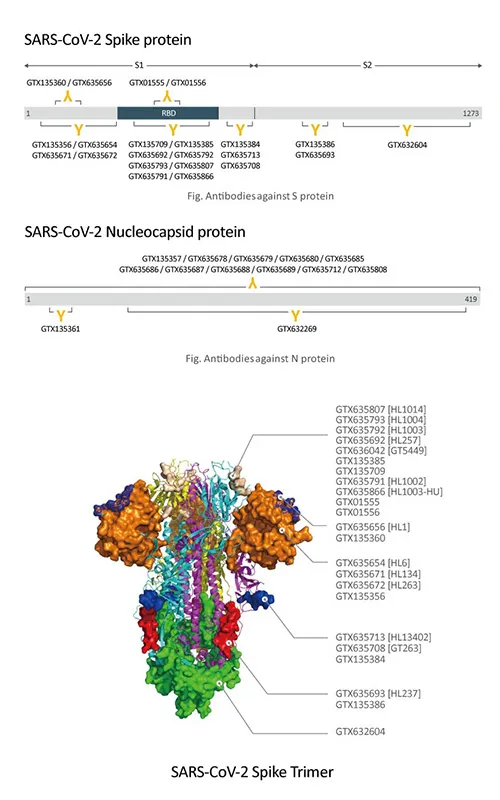SARS-CoV-2 (COVID-19) Antibodies and Reagents