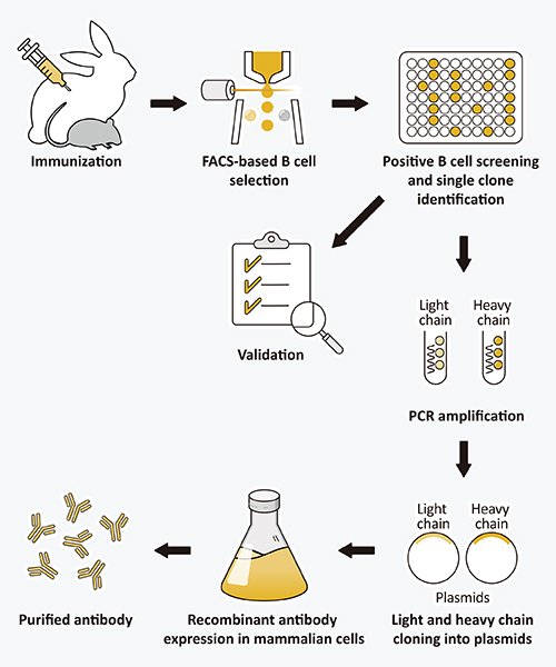 Flow Chart for Recombinant Antibody Production