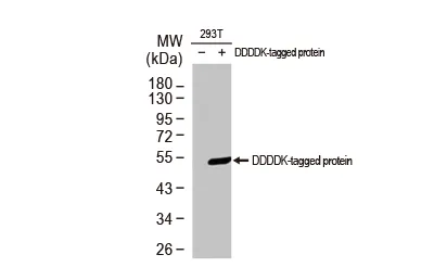 DDDDK tag antibody [M2-MS]