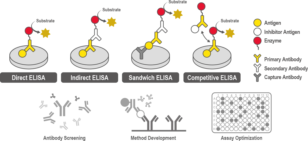 Enzyme-Linked Immunosorbent Assay (ELISA) Development Service