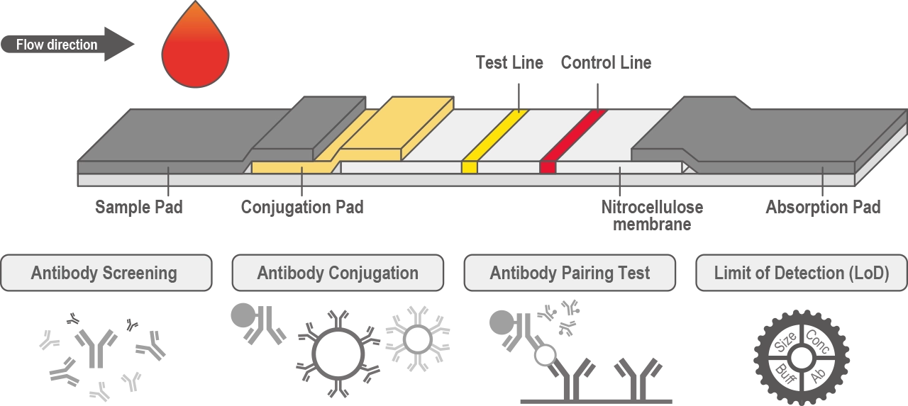 Lateral Flow Assay (LFA) Development Service