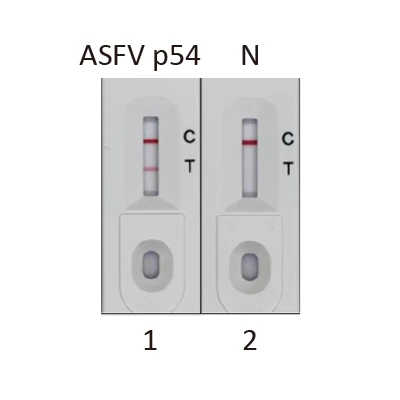 African Swine Fever Virus