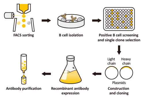 Flow Chart for Recombinant Antibody Production