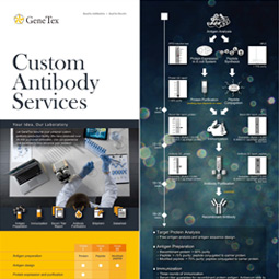 Custom Antibody Services flyer