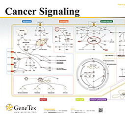 Cancer Signaling poster
