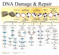 DNA Damage & Repair poster