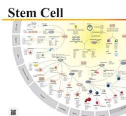 Stem Cell poster