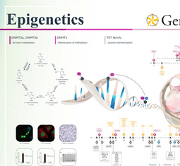 Epigenetics poster