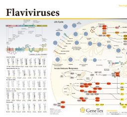 Flaviviruses poster