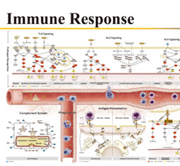 Immune Response poster