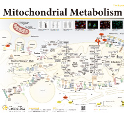 Mitochondria Metabolism poster