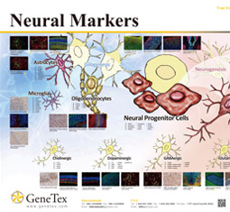 Neural Markers poster