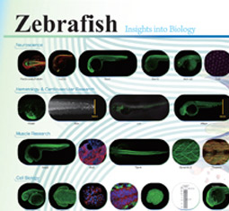 Zebrafish poster