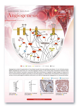 Angiogenesis