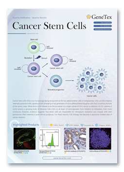 Cancer Stem Cells