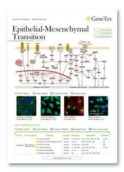 Epithelial-Mesenchymal Transition