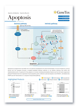 Apoptosis