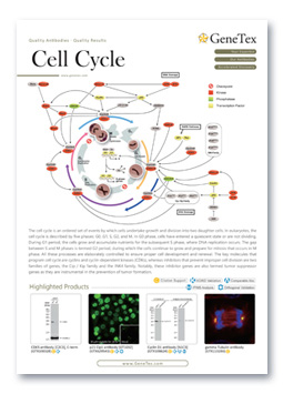 Cell Cycle