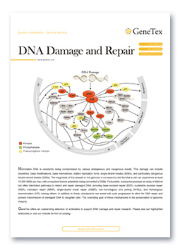 DNA Damage and Repair